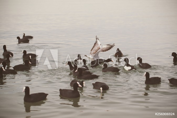 Afbeeldingen van Birds gulls and ducks on the beach eat and fight